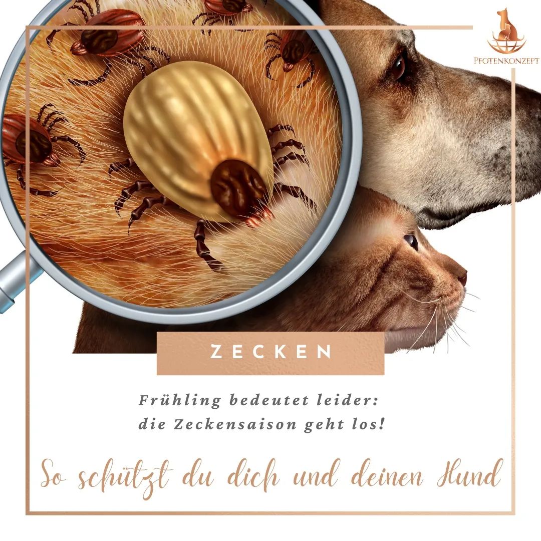 Zeckenbekämpfung bei Hunden